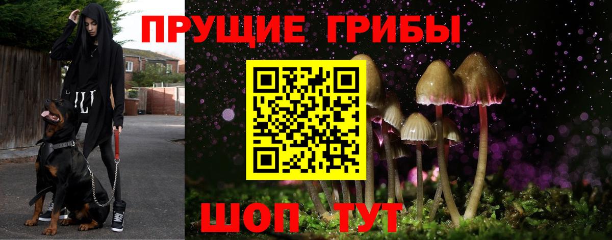 Псилоцибиновые грибы GOLDEN TEACHER Великий Новгород